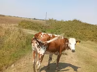 Vaca, Simmental cattle — foto 2