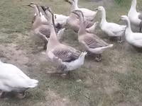 Geese — الصورة 1