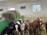 Bulle, Russian Black pied cattle — Foto 2