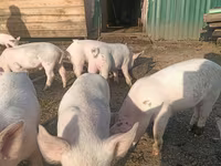 Schweine (Partie, Geschlecht nicht angegeben), Крупная белая — Foto 3