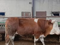 Kuh, Simmental cattle — Foto 3