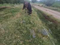 Caballo, Caballos — foto 1