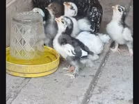 Japanisches Bantam — Foto 5