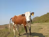 Vaca, Simmental cattle — foto 1