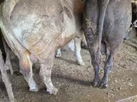 Bulle, Simmental cattle — Foto 7