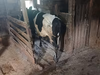 Kuh, Holstein-Rasse — Foto 1