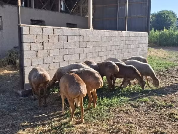 أغنام (دفعة، الجنس غير محدد), Hissar sheep