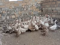 Geese — फ़ोटो 1