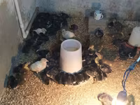Ducks — الصورة 1