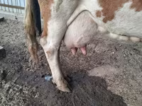 İnək, Simmental cattle — foto 2