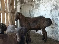 Qoç, Hissar sheep — foto 1