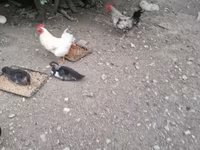 Chickens — 5-rasm