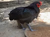 Australorp — photo 8