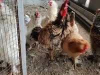 Chickens — foto 2