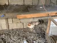 Chickens — Foto 7