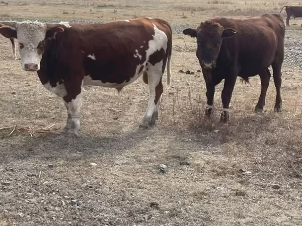 Bulle, Kasachische Weißkopfkuh
