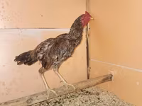 Chickens — Foto 3