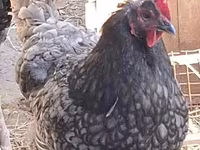 Australorp — Foto 4