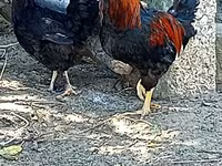 Chickens — Foto 2
