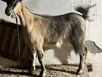 बकरी, Alpine goat — फ़ोटो 1