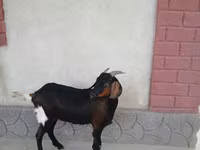 Cabra, Nubian Goat — foto 4