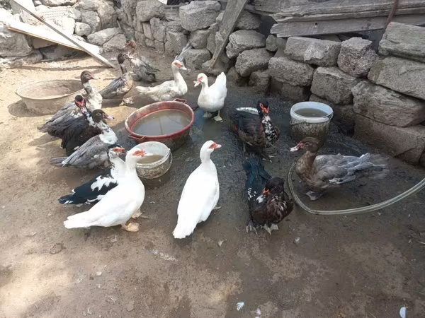 Ducks
