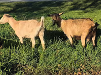 母山羊, Alpine goat — 照片 4