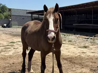 Aygʻir, Kazakh horse — 7-rasm