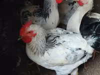 Chickens — الصورة 4