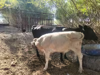 بقرة, Latvian Blue cattle — الصورة 3