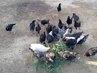 Chickens — photo 3