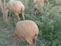 Sheep, Sheep — photo 2