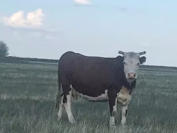 Kuh, Latvian Blue cattle