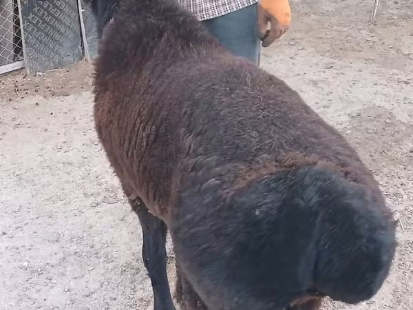 Widder, Tian-Shan semifinewool sheep