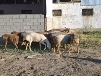 أغنام (دفعة، الجنس غير محدد), Merino sheep — الصورة 1