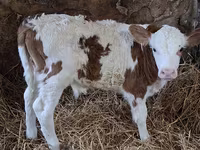 Bull, Simmental cattle — photo 2