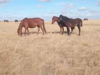 Yegua, Horse breed — foto 4