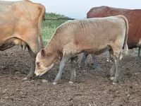 İribuynuzlu mal-qara (partiya, cinsi göstərilməyib), Swiss cattle — foto 7