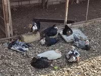 Chickens — 4-rasm