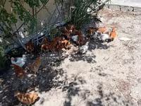 Chickens — 1-rasm