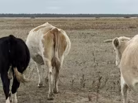 Kuh, Latvian Blue cattle — Foto 2