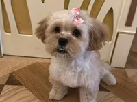 Maltipu – 2 yaş, peyvəndləri olunub. - Cins: Maltipoo (Maltese x — foto 1