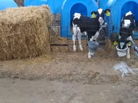 Bulle, Holstein-Rasse — Foto 1