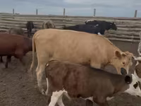 Kuh, Simmental cattle — Foto 2