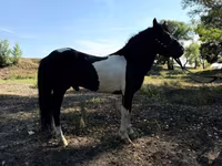 Pferde (Partie, Geschlecht nicht angegeben), American shetland pony — Foto 3
