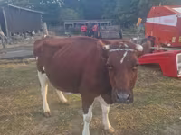 بقرة, Simmental cattle — الصورة 1