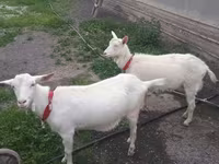 Коза, Saanen goat — фото 2