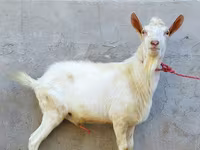 تيس, Dutch Landrace goats — الصورة 1