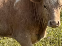 Bovinos (lote, sexo no especificado), Ganado vacuno — foto 2