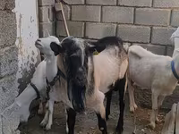 تيس, Alpine goat — الصورة 3